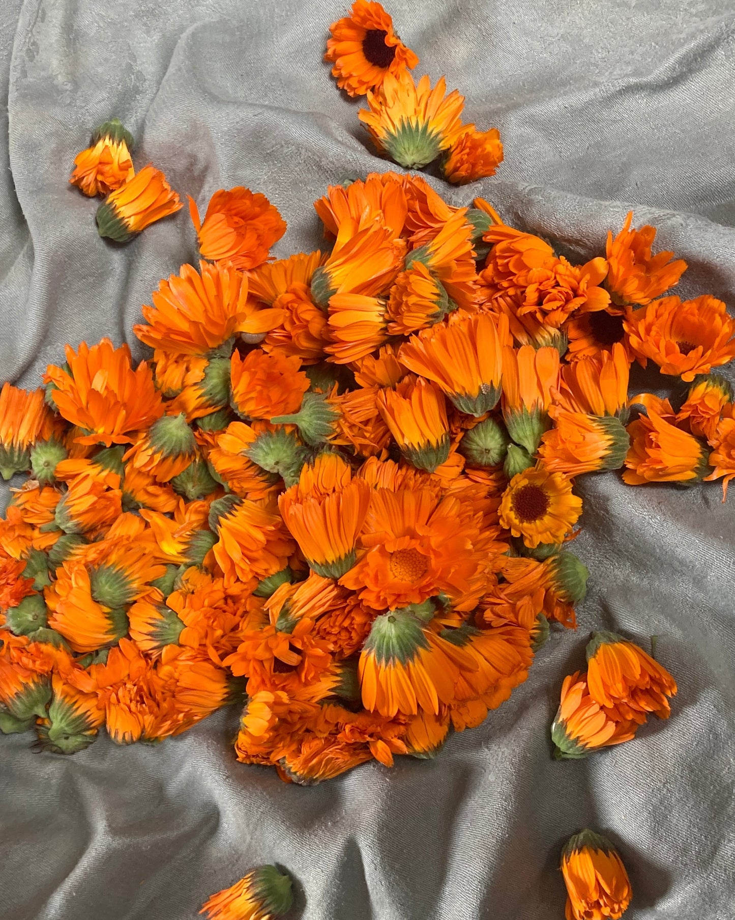 MACÉRAT DE CALENDULA 545 Alt