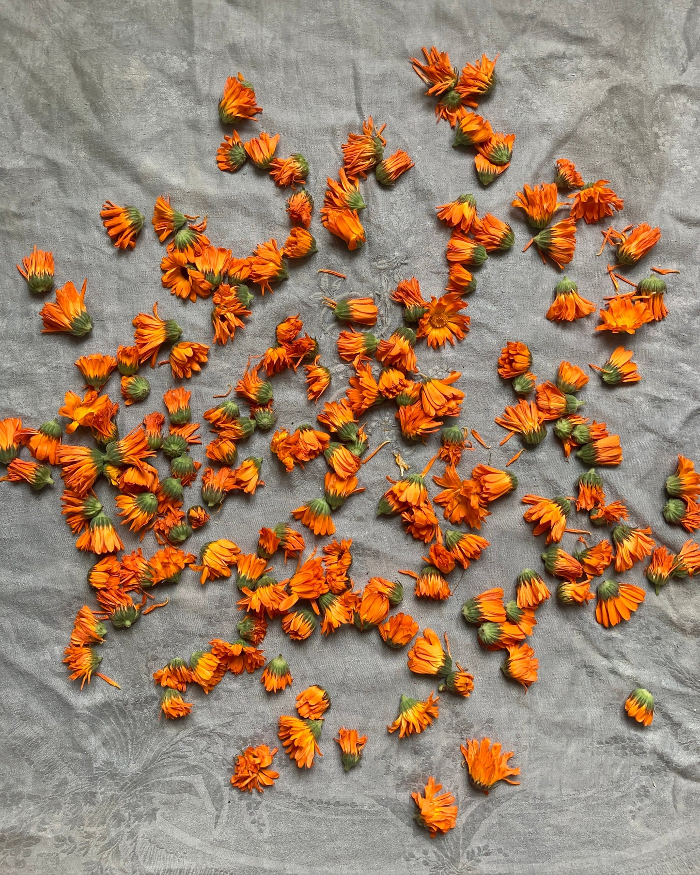 MACÉRAT DE CALENDULA 545 Alt