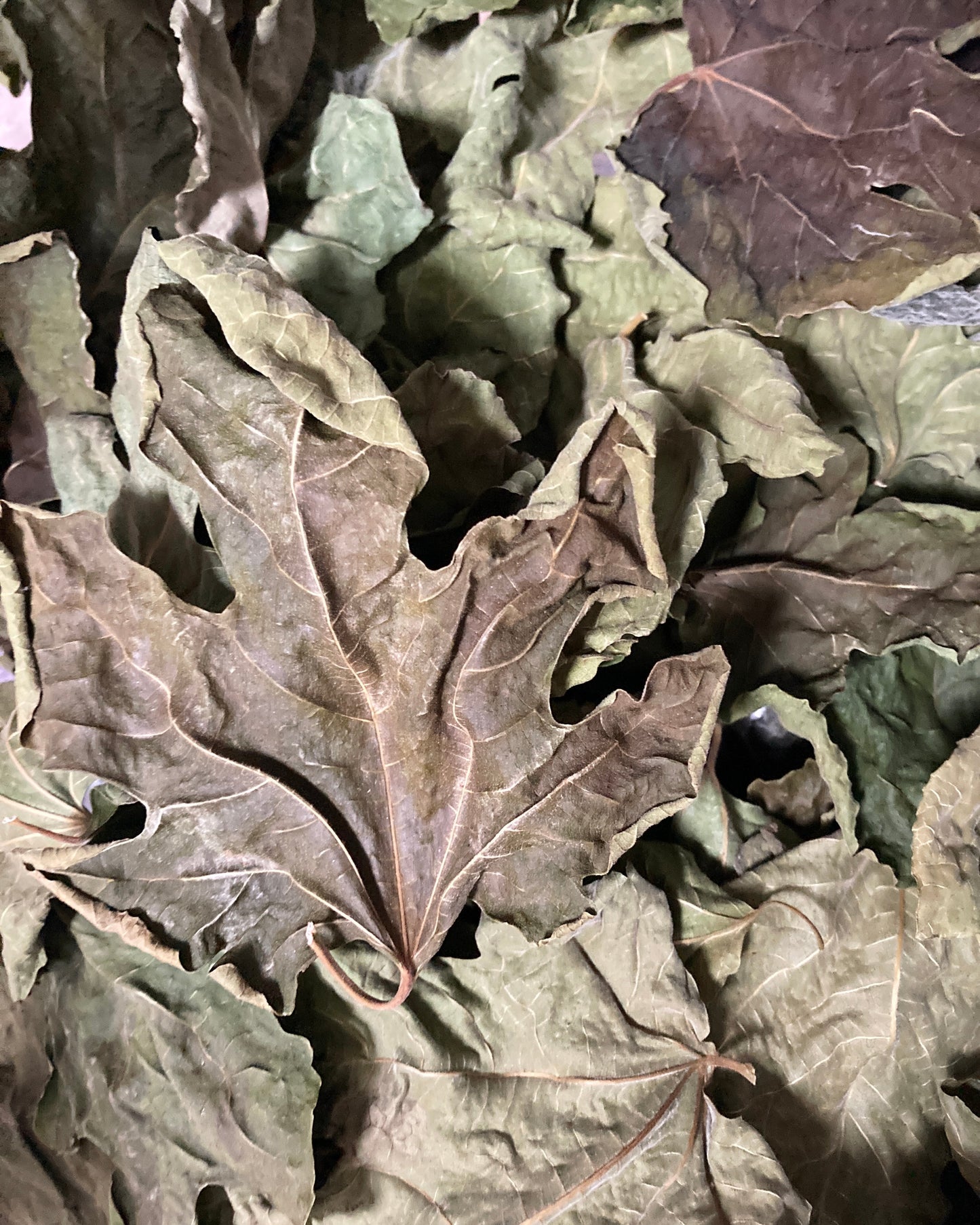 SAC DE FEUILLES DE FIGUIER 545 Alt